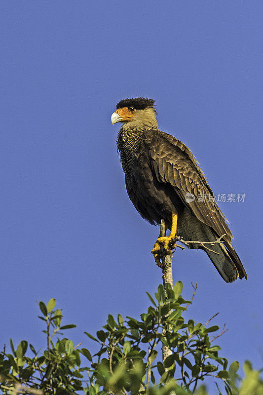 南冠狮(caracara plancus)，也称为南冠狮或carancho。